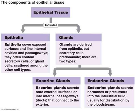 Glandular Epithelium Function And Location