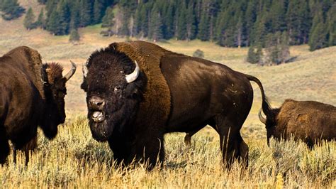Native American Buffalo Wallpapers Top Free Native American Buffalo