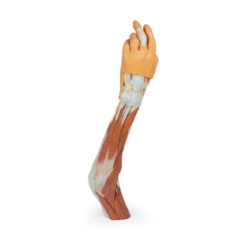 3d Printed Arm Forearm And Hand Replica