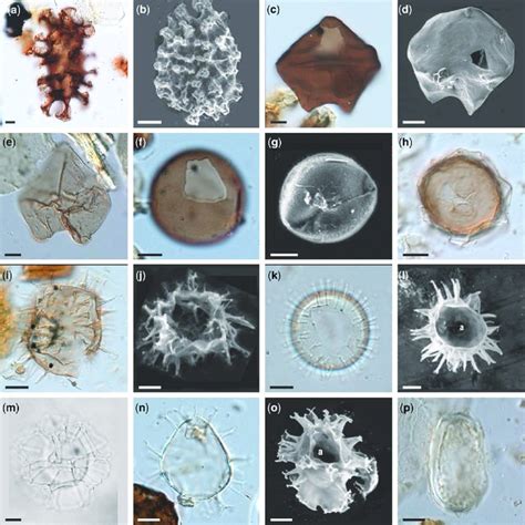 List Of Benthic Foraminifera With Foraminiferal Linings From The Gulf