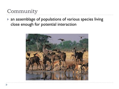 Ppt Community Ecology Powerpoint Presentation Free Download Id3090176