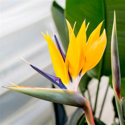 Mandelas Gold Bird Of Paradise Tropical Flowers Spring Hill Nursery