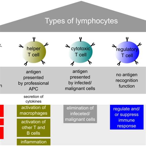 2 Types Of Lymphocytes And Their Effector Functions The Lymphocyte