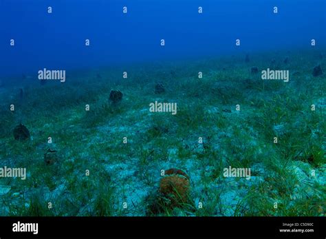 Protected species hi-res stock photography and images - Alamy