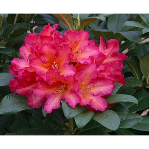 Rhododendron Golden Gate L Compact Hybrd Orange Ericaceous Plants Polhill Garden Centre
