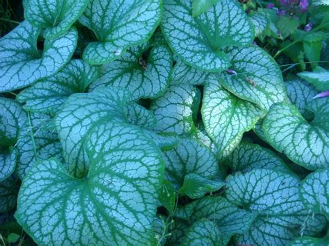 Upper propagationsow seeds in container in spring. Brunnera macrophylla 'Jack Frost' | Ewa's Blomsterparadis