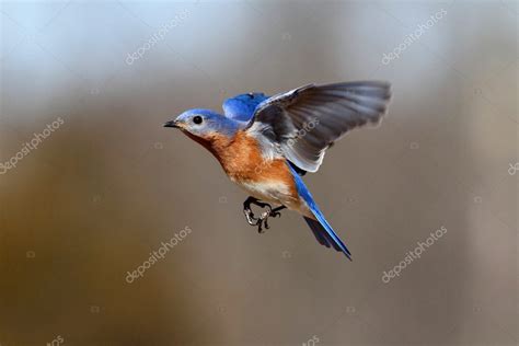 Images Bluebird In Flight Bluebird In Flight — Stock Photo © Steve