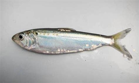 Saltwater Fish Virginia