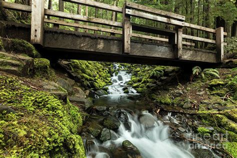 Moss Covered Stream Flows Under A Bridge In Olympic National Par