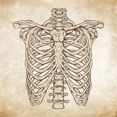 Rib Cage Anatomy Drawing Anatomy Of The Rib Cage Diagram Human Body 132392 The Best Porn Website