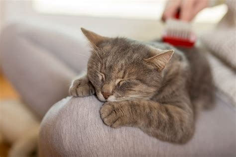 ¿cuánto Duerme Un Gato Tiendanimal