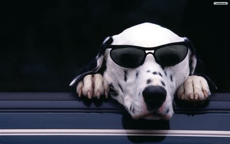 Download Youwall Cool Dog Wallpaper By Jeffreyfowler Cool Dog