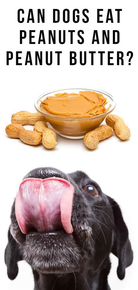 Top 26 Can Dogs Eat Peanuts Butter