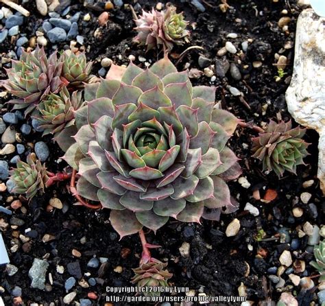 Photo Of The Entire Plant Of Hen And Chicks Sempervivum