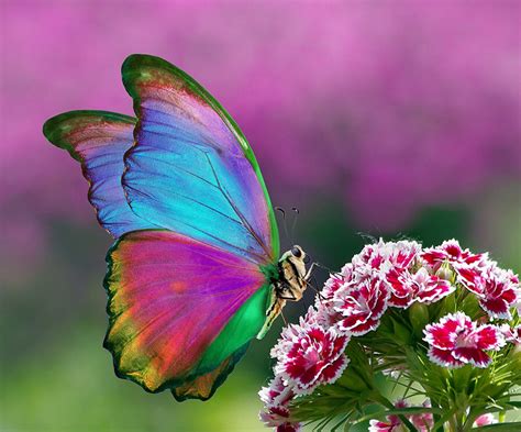 Rainbow Butterfly In 2020 Beautiful Butterflies Butterfly Art Rainbow Butterfly