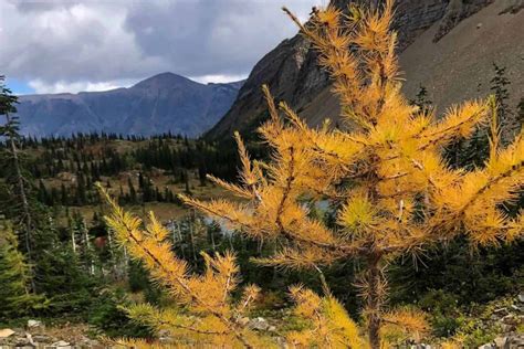 What Are Larch Trees Fun Facts About Tamaracks And Larches