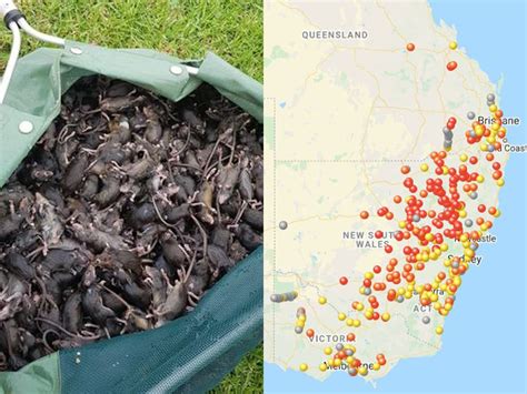 Map Shows Extent Of Australia Mouse Plague The World Other Side