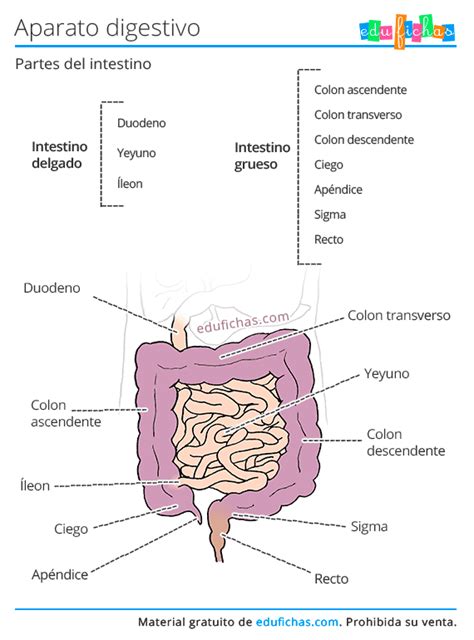 Diagrama Del Sistema Digestivo Para Niños