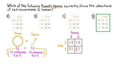 Question Video Interpreting Punnett Squares To Show The Inheritance Of Sex Chromosomes In