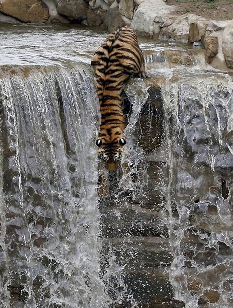 A Siberian Tiger Leaps Over The Edge Of A Small Waterfall And Jumps