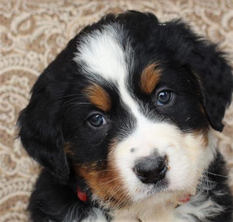 63 Mini Bernese Mountain Dog Puppies For Sale Near Me Pic