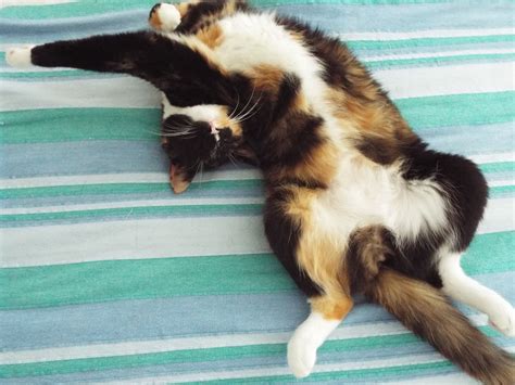 Cuteness Overload.😽 | Animals, Cuteness overload, Cats