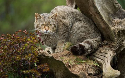 Five Beautiful And Lesser Known Feline Species Following The Discovery