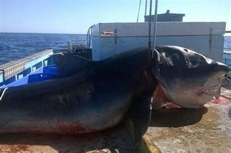 Wow Viral Very Huge Tiger Shark Caught Off Australian Coast