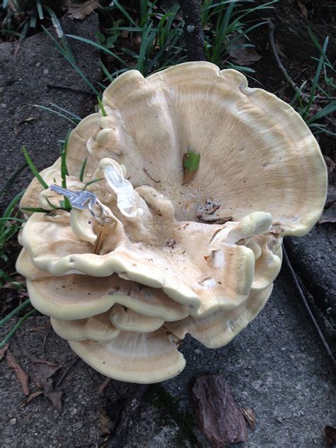 Casausdesign Georgia Mushroom Identification Guide