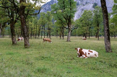 Cows Graze On Green Alpine Meadows High In The Mountains Stock Photo