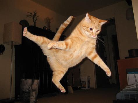 Awesome Pictures Of Jumping Cats