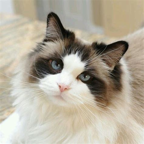 Ragdoll Cat Breed Informationpictures And Health Amazing Pets
