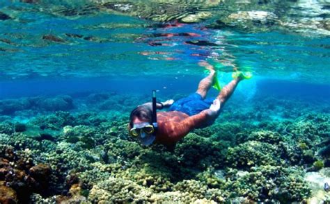 3 Stop Coral Reef Snorkel Trips In Grand Cayman Ocean Frontiers