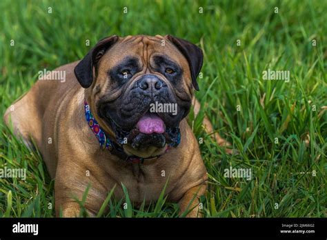 A Mature Bullmastiff Lying In Tall Green Grass At A Local Off Leash Dog