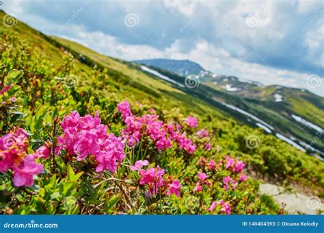 Rhododendron Flowers Blooming In Carpathian Mountains Chervona Ruta
