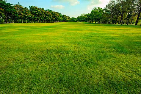Grass Field Stock Photos Pictures And Royalty Free Images Istock