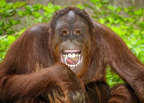 Alphabet Zoo Laughing Animals Orangutan Funny Animal Images