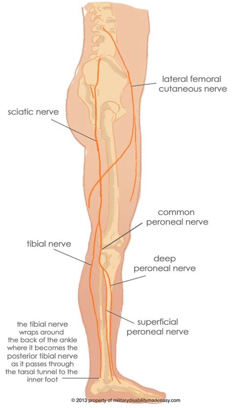 Diagram representing the posterior view of the knee, and the muscles associated. Nerves of the low back and legs | SI Joint, Sciatica, Low ...