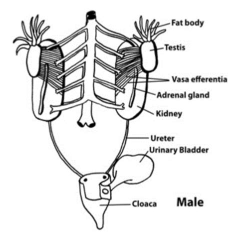 Draw A Neat And Well Labelled Diagram Of The Male Reproductive System Of A Frog