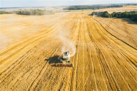 Aerial View Of Wheat Harvest Landscape View From Above Taken From A