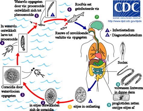 Life Cycle Tapeworm In Humans