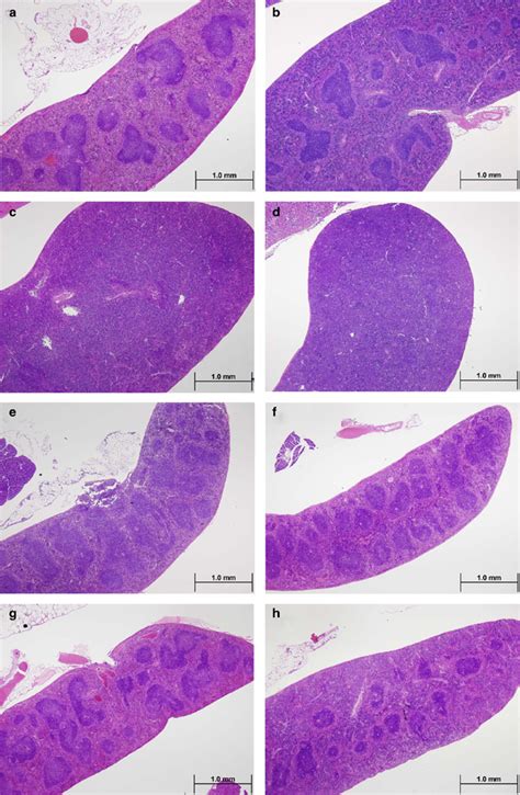 Representative Spleen Sections From Apc1638nexo1 Fen1 Mice A A