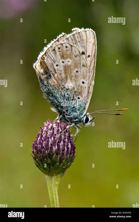 Mazarine Blue Butterfly Cyaniris Semiargus Lechtal Tyrol Austria