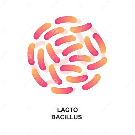 Lactobacillus Probiotic Bacteria Good Bacteria And Microorganism For