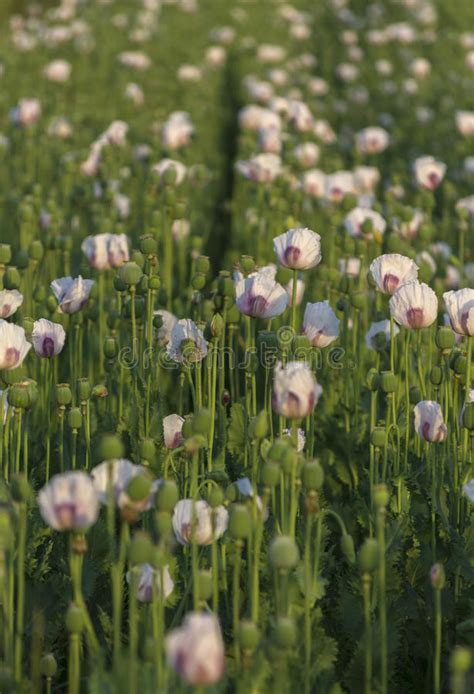 White Field Poppy Head With Blurred Flower Stock Image Image Of
