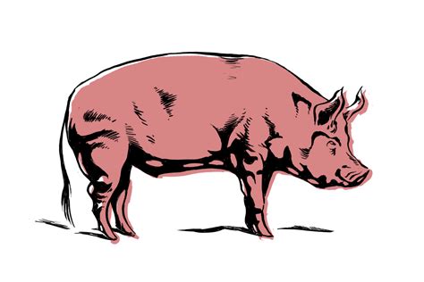 Pink Pig Pig Cartoon Pig Pictures Cartoon Images