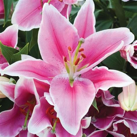 Lily Defender Pink Lily Bulbs Thompson And Morgan Lily Flower