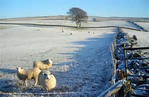 Sheep In A Frosty Field © Iain Thompson Geograph Britain And Ireland