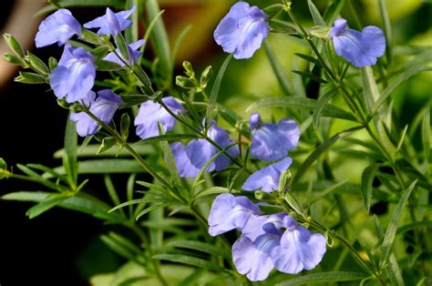 Salvia Azurea Blue Sage Prairie Sage Care And Culture Travaldos Blog