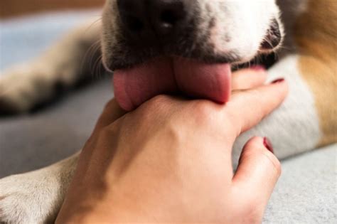 Why Your Dog Licks Your Hand And Tips For Taming The Slobber Lovetoknow